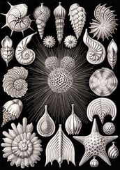Thalamophora from Kunstformen der Natur